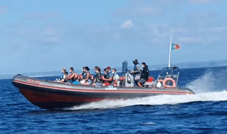 seacret-tours-boat-trip-dolphins