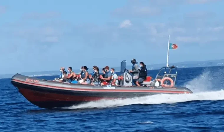 seacret-tours-boat-trip-dolphins