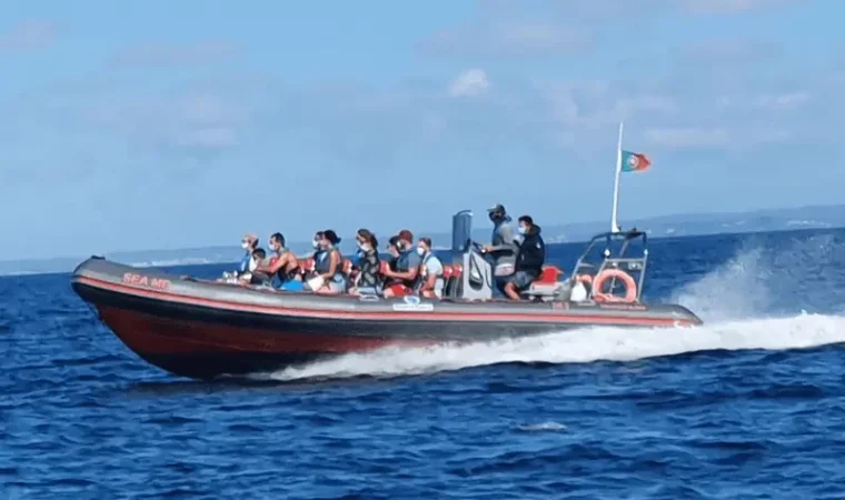 seacret-tours-boat-trip-dolphins