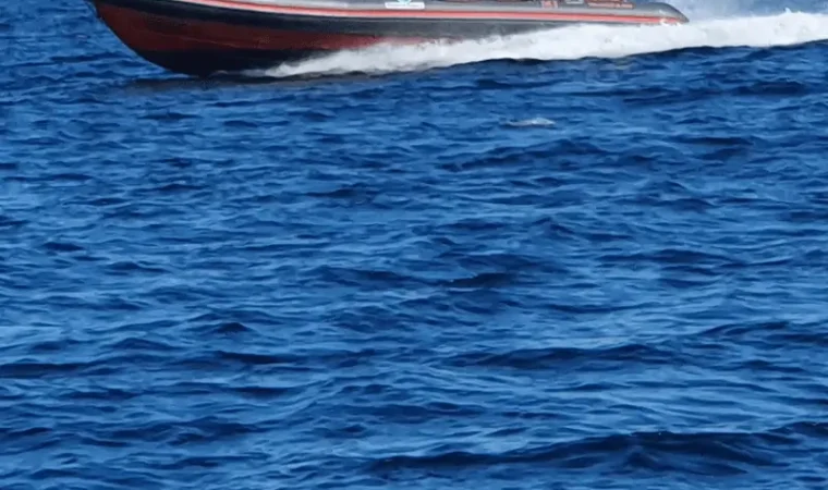 seacret-tours-boat-trip-dolphins