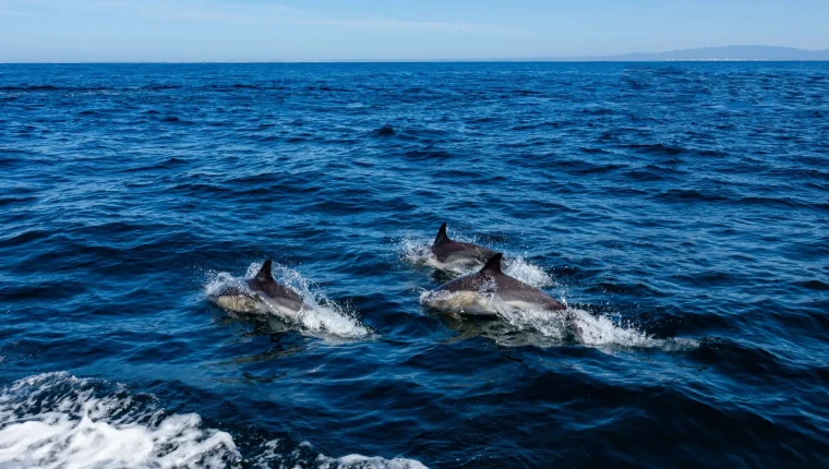 seacret-tours-dolphin-close