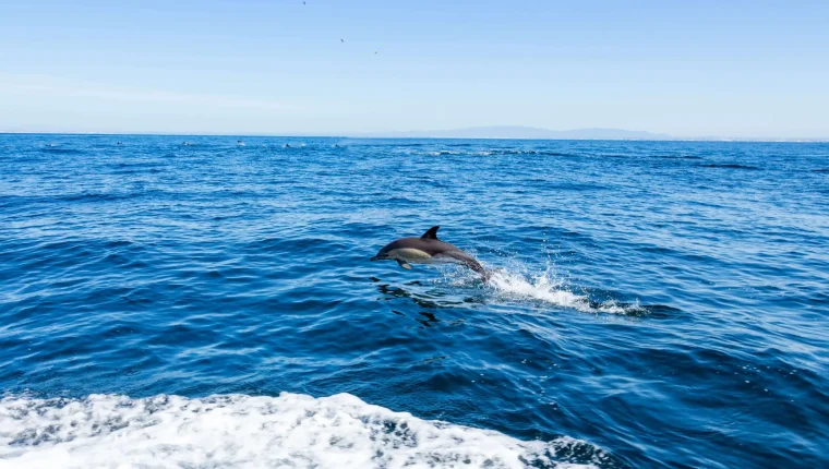seacret-tours-dolphin-dive