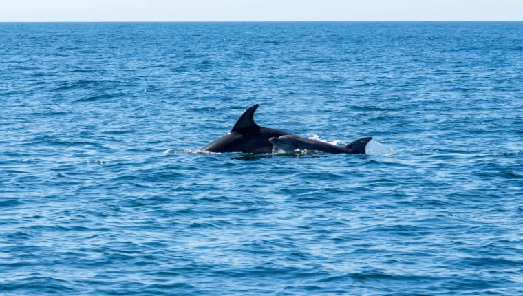 seacret-tours-dolphin-sighting