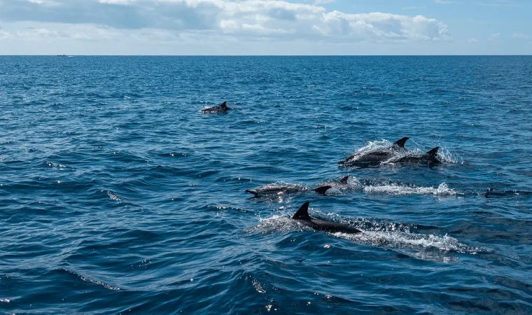 seacret-tours-dolphin-trip