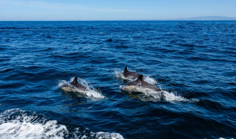 seacret-tours-dolphins-algarve