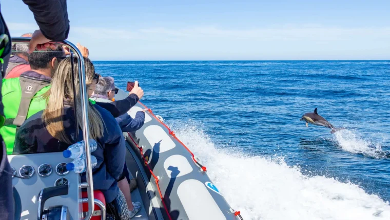 seacret-tours-dolphins