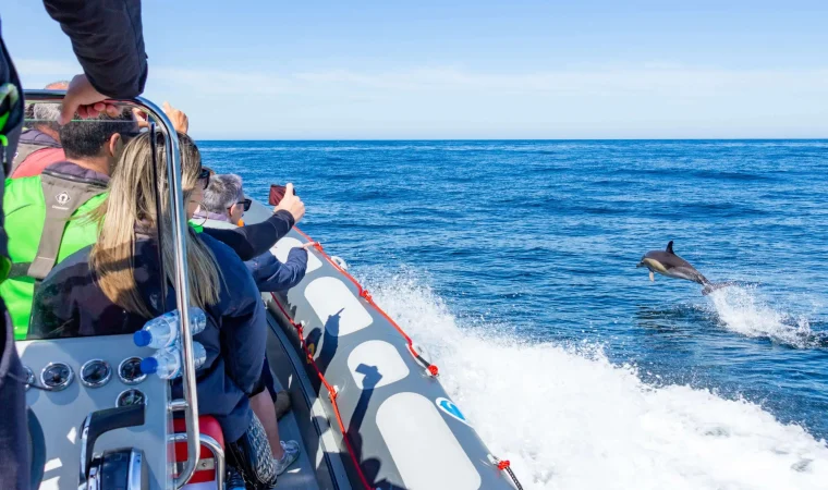 seacret-tours-dolphins